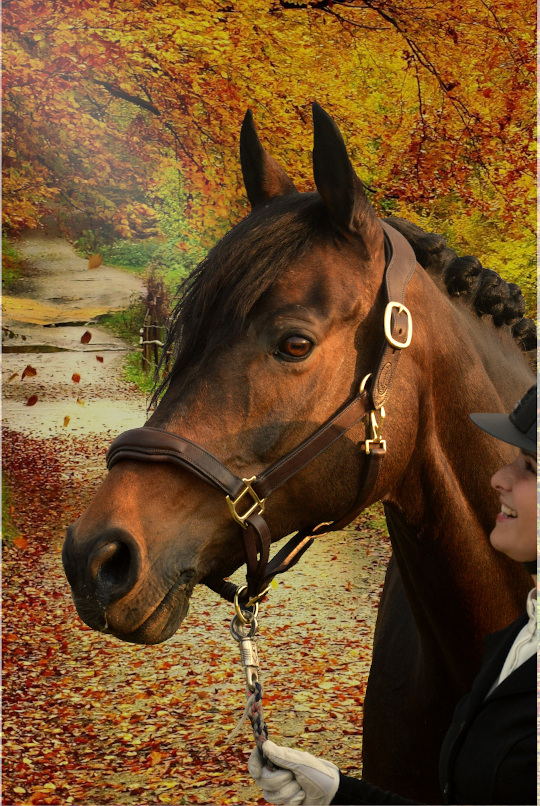 Equestrada Lederhalfter