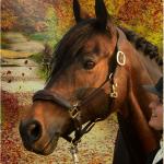 Equestrada Lederhalfter